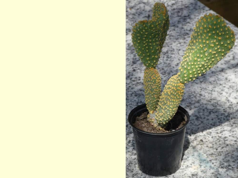 Cactaceae opuntia microdasys var. pallida f. undulata