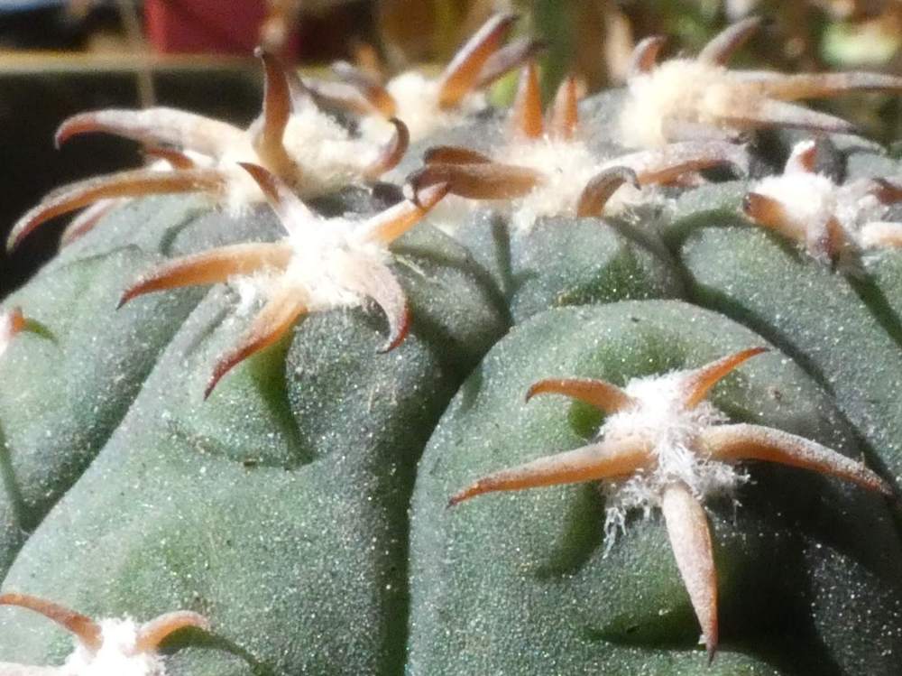 aréole-aiguillon de cactaceae gymnocalycium spegazzinii f. unguispinum-a