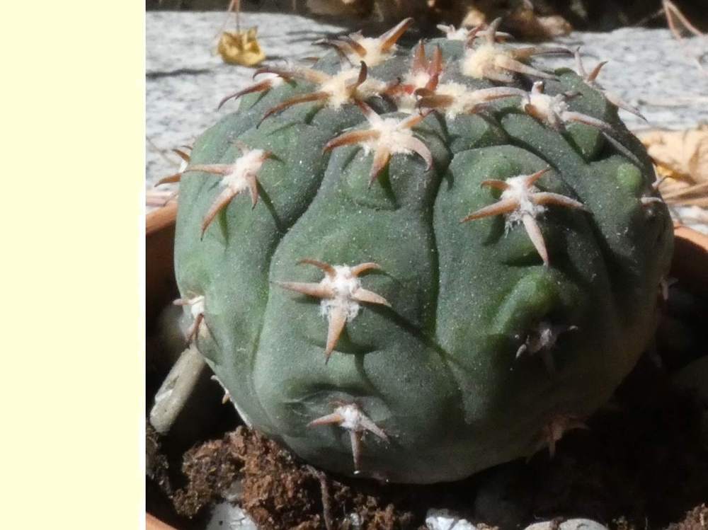aréole-aiguillon de cactaceae gymnocalycium spegazzinii f. unguispinum