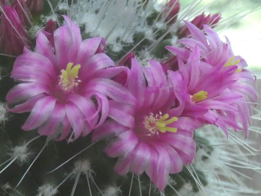 fleur de cactaceae mammillaria spinosissima cv. 'un pico'