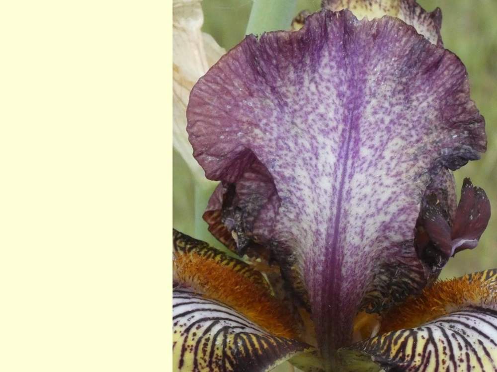 pétale de iridaceae iris barbu cv. 'vadedro 107'