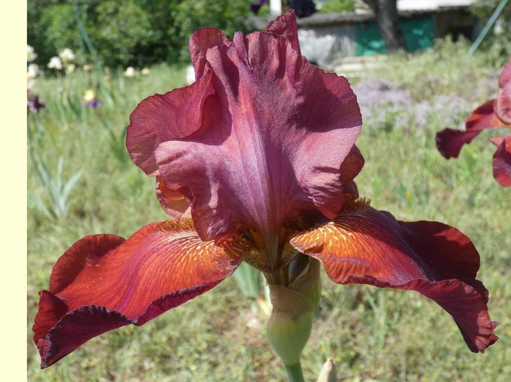 iridaceae iris barbu cv. 'vadedro 109'