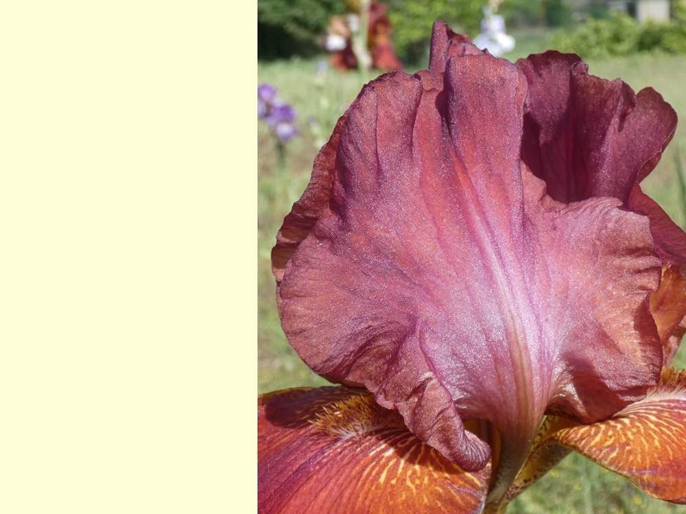 pétale de iridaceae iris barbu cv. 'vadedro 109'