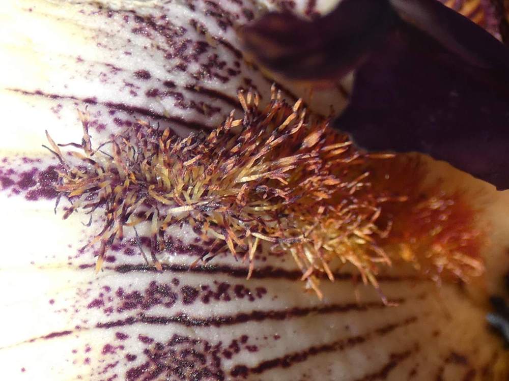 barbe de iridaceae iris barbu cv. 'vadedro 117'