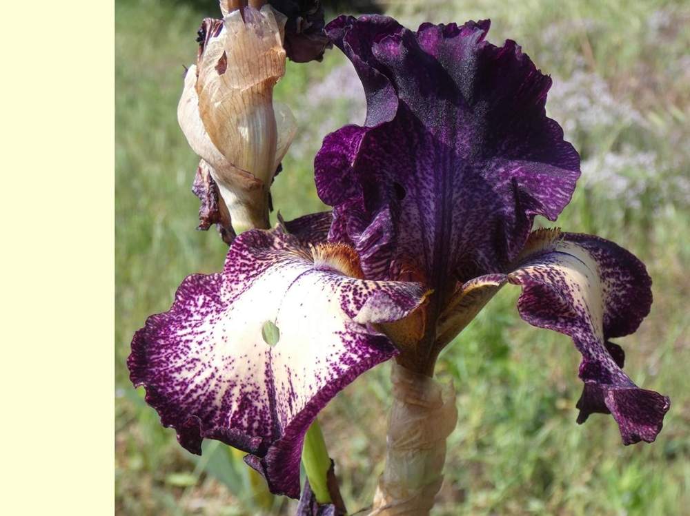 iridaceae iris barbu cv. 'vadedro 117'