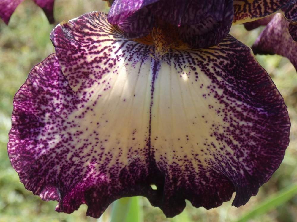 sépale de iridaceae iris barbu cv. 'vadedro 117'