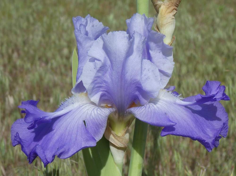 iridaceae iris barbu cv. 'vadedro 127'