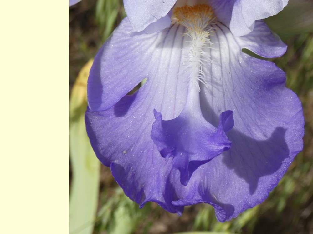 sépale de iridaceae iris barbu cv. 'vadedro 127'