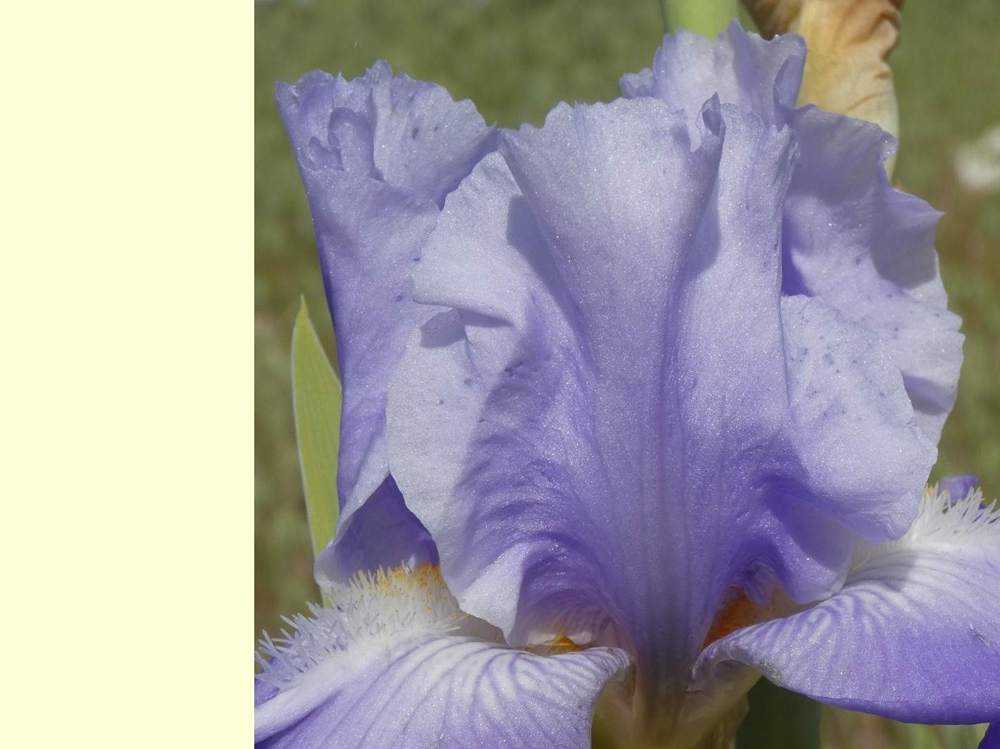 pétale de iridaceae iris barbu cv. 'vadedro 127'