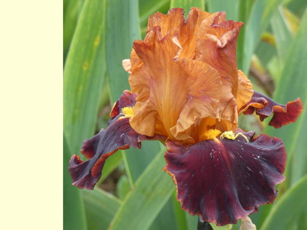 iridaceae iris barbu cv. 'vadedro b2'
