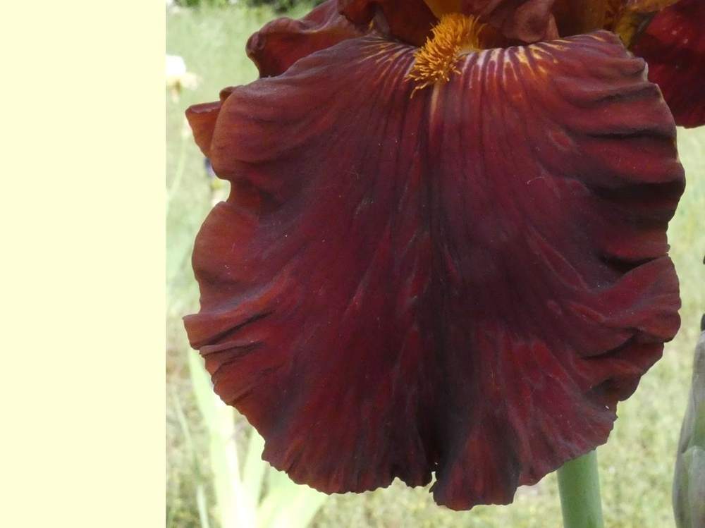 sépale de iridaceae iris barbu cv. 'vadedro b30'