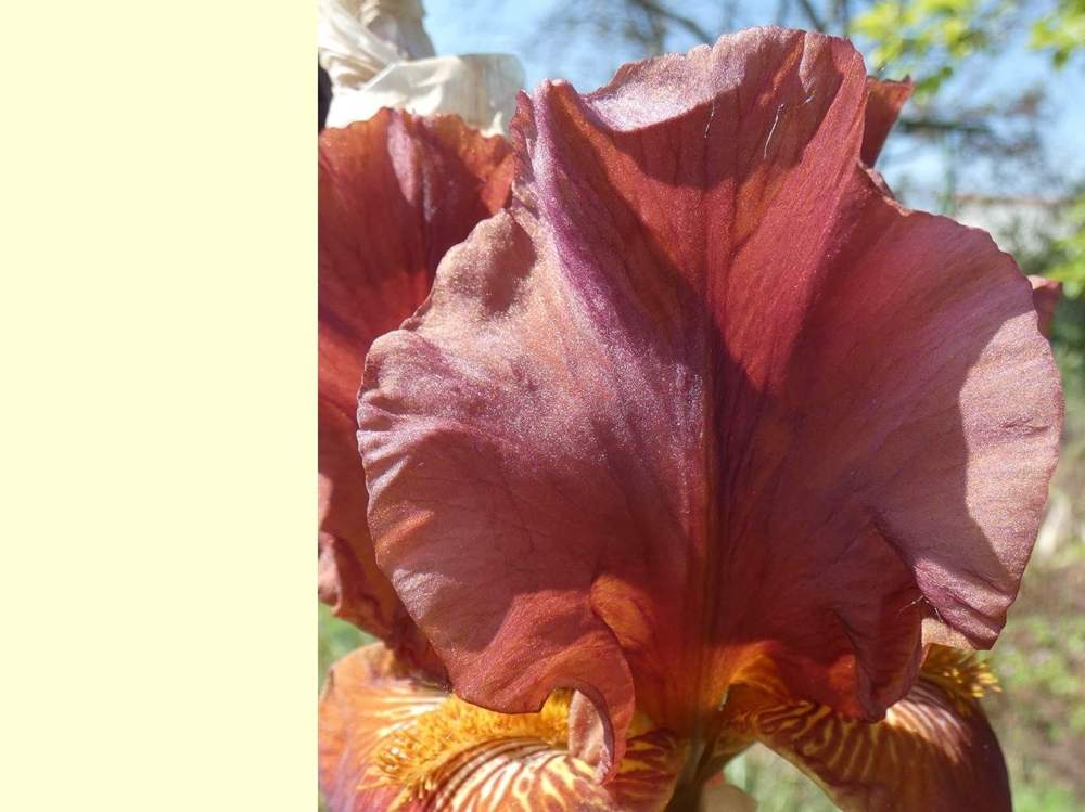 pétale de iridaceae iris barbu cv. 'vadedro b30'