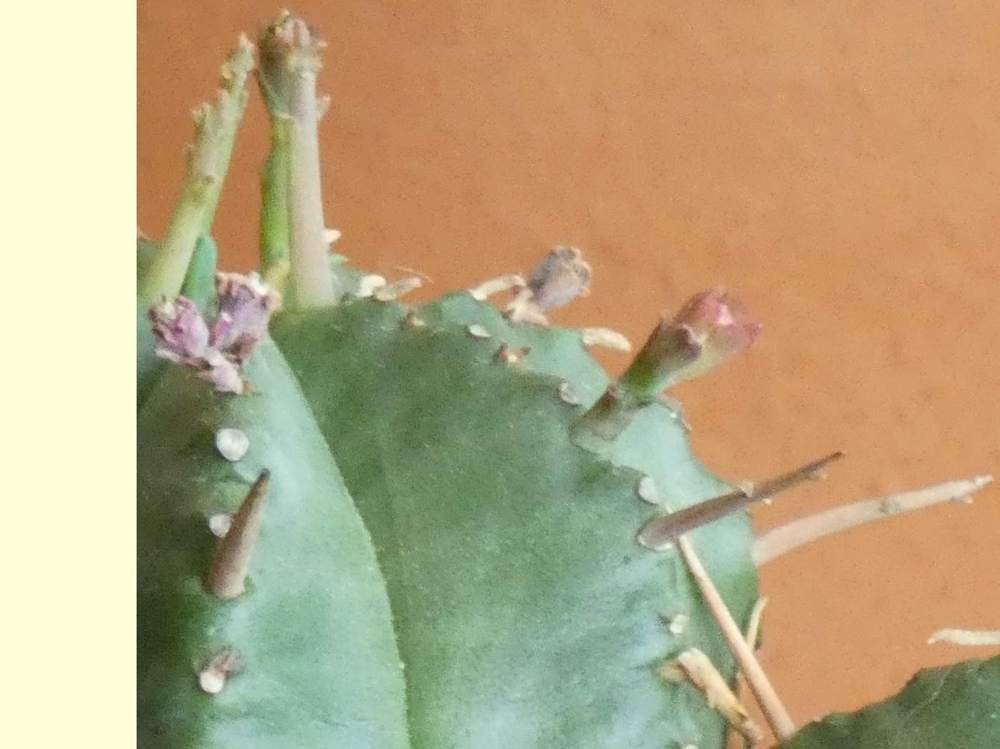 aréole-aiguillon de euphorbiaceae euphorbia meloformis ssp. valida