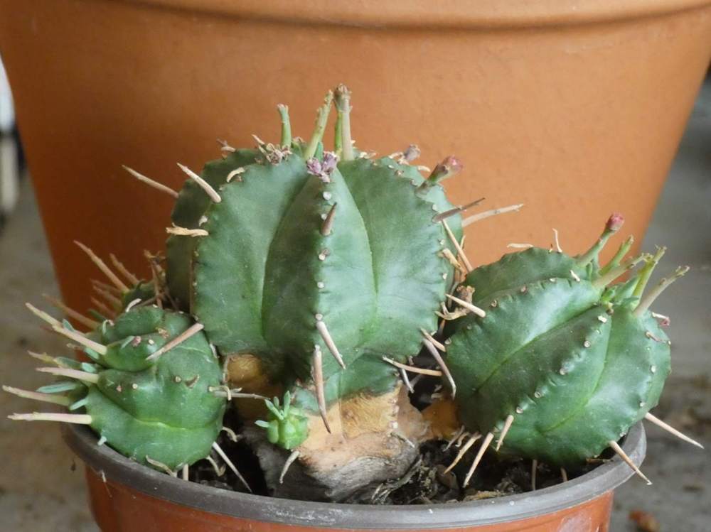 euphorbiaceae euphorbia meloformis ssp. valida