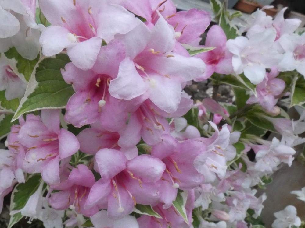 fleur de caprifoliaceae weigela florida f. variegata