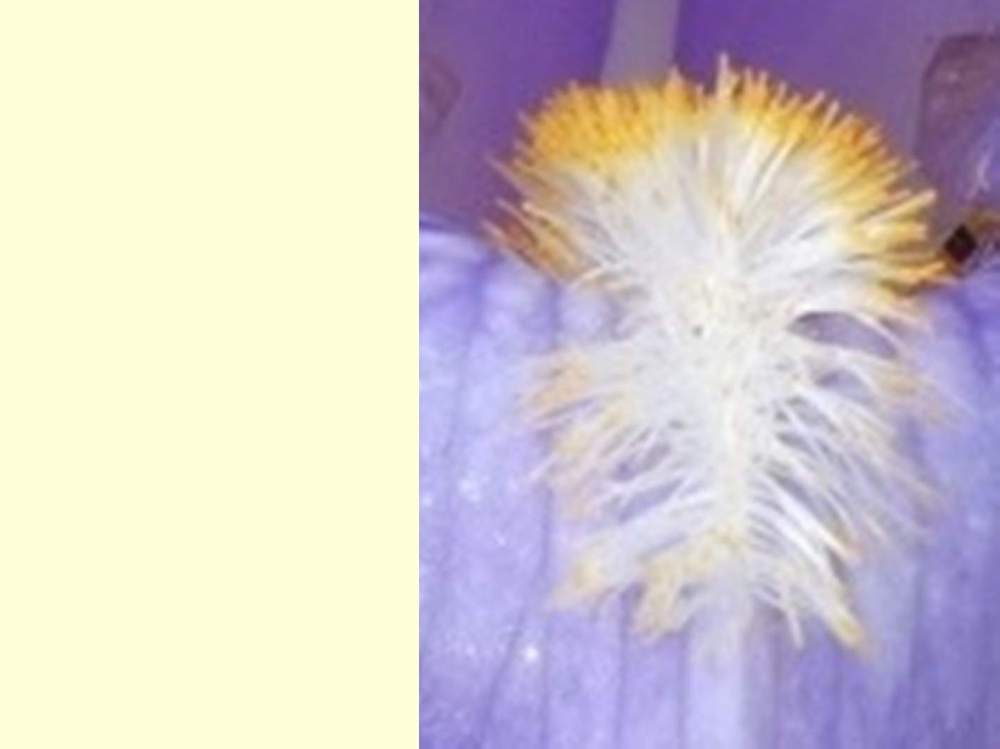 barbe de iridaceae iris barbu ssp. variegata