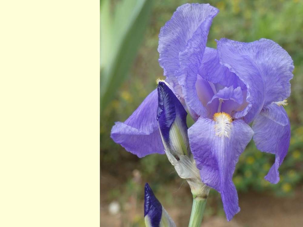 iridaceae iris barbu cv. 'pallida variegata'