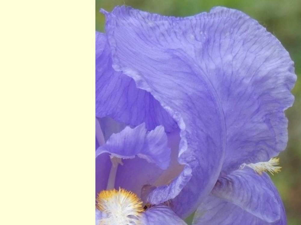 pétale de iridaceae iris barbu ssp. variegata