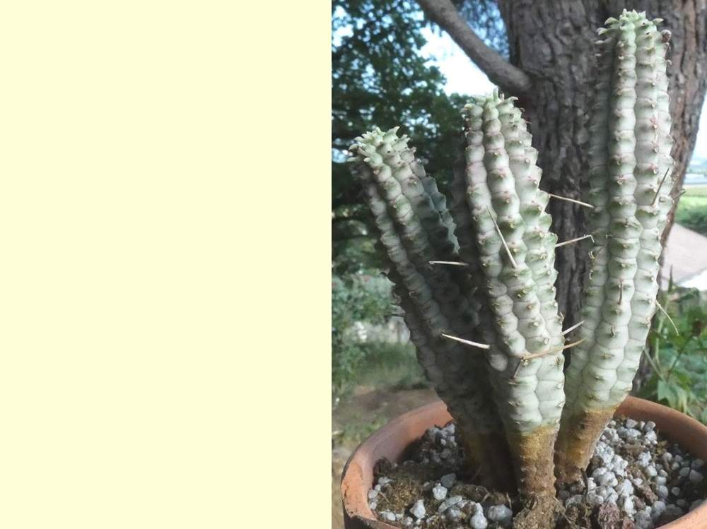 euphorbiaceae euphorbia mammillaris f. variegata