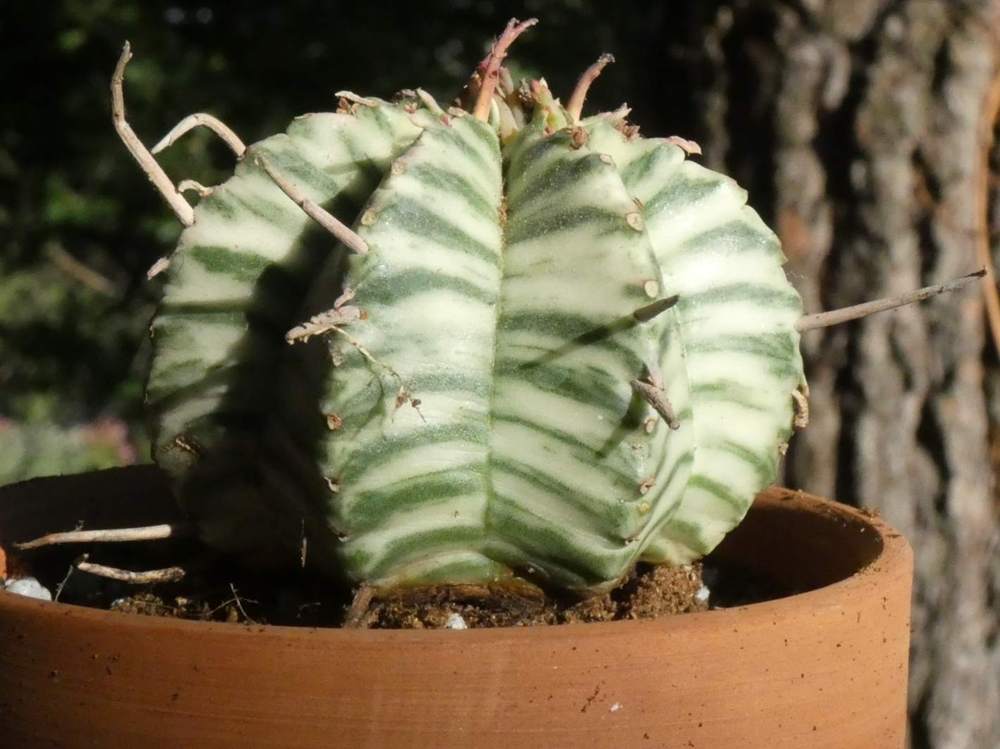 euphorbiaceae euphorbia meloformis ssp. variegata