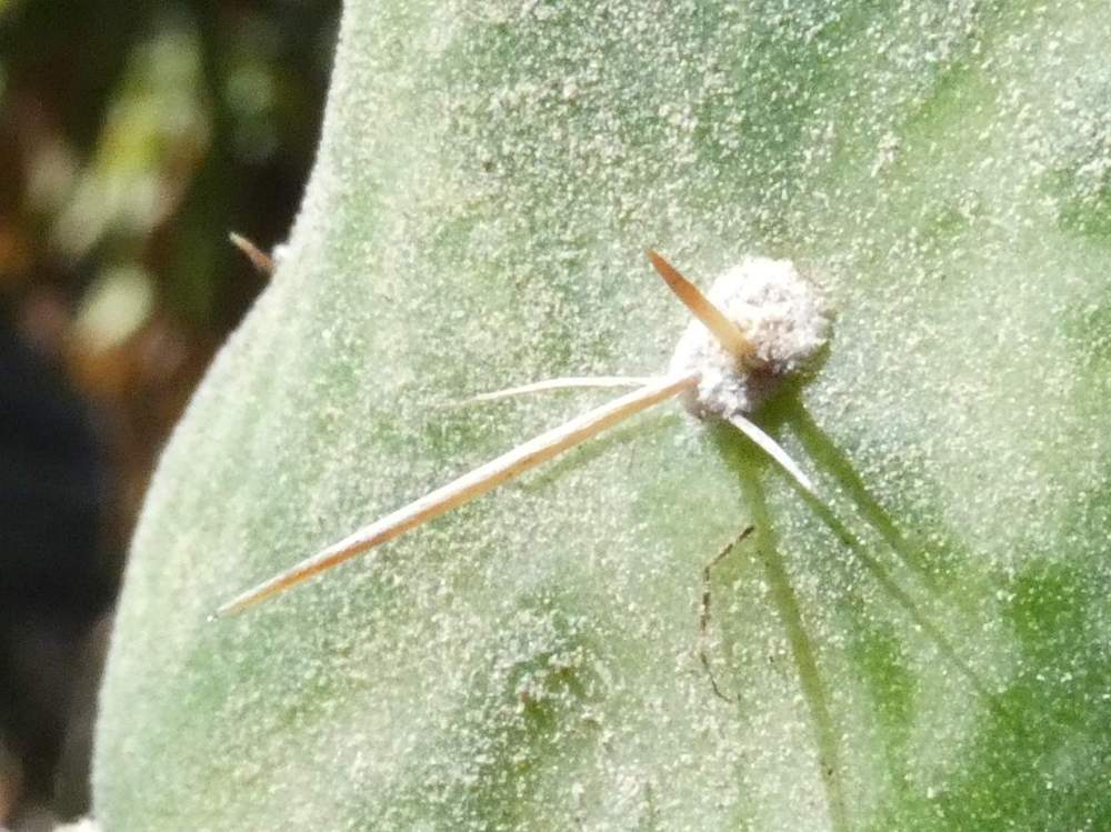 aréole-aiguillon de cactaceae opuntia monacantha f. variegata