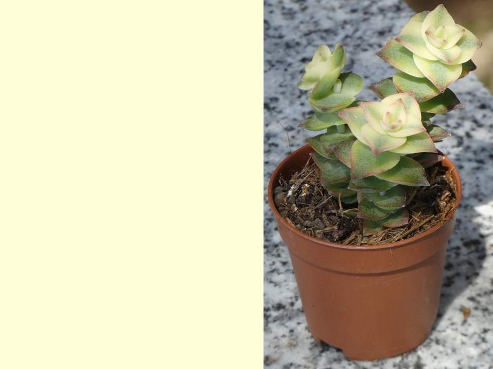 crassulaceae crassula sladenii f. variegata