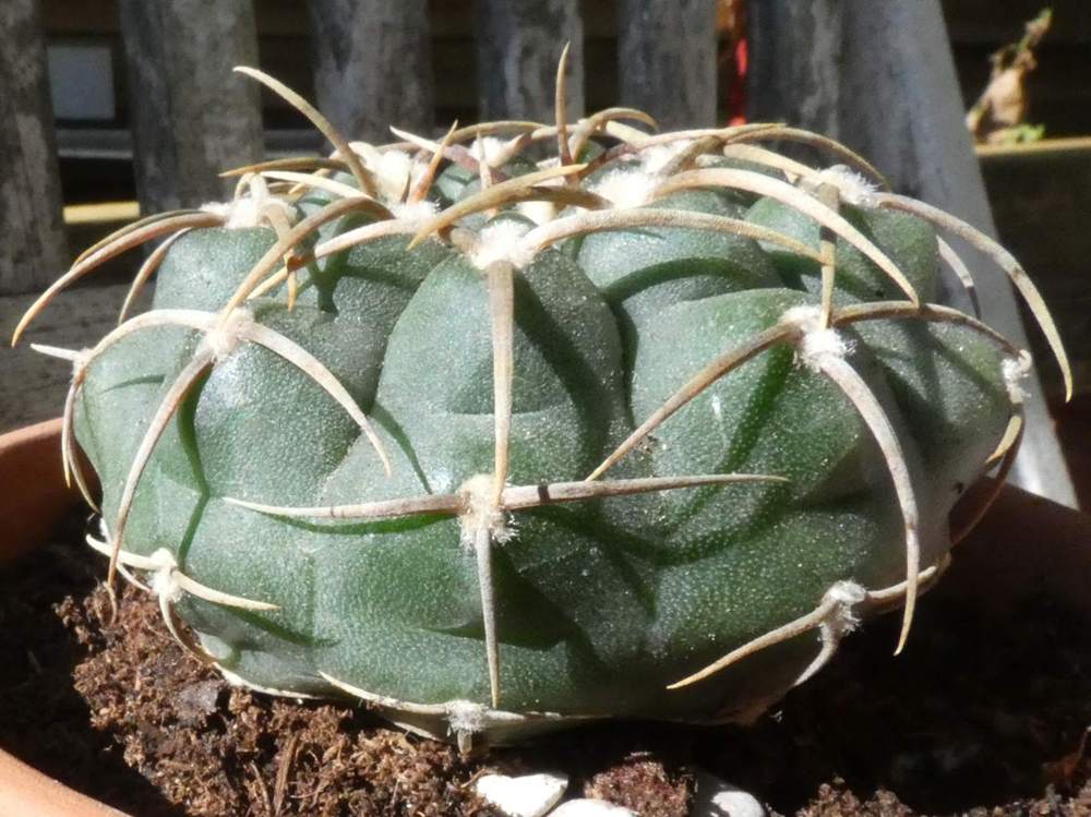 Cactaceae Gymnocalycium ochoterenae ssp. vatteri