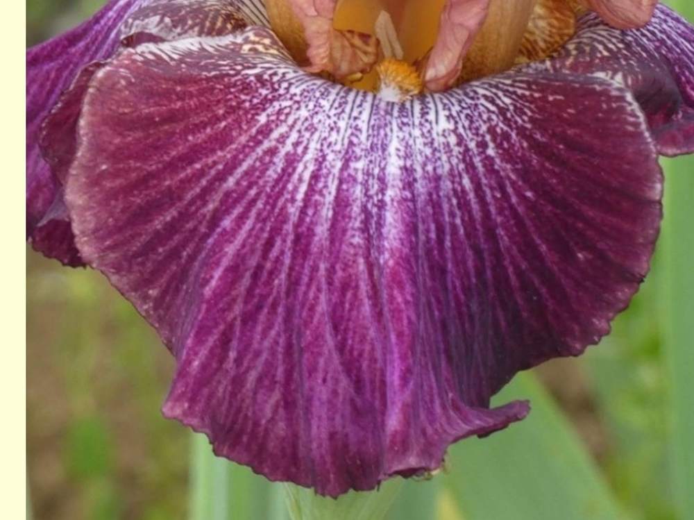 sépale de iridaceae iris barbu cv. 'vibrations'