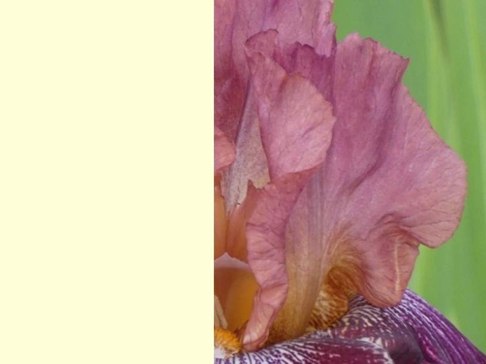 pétale de iridaceae iris barbu cv. 'vibrations'