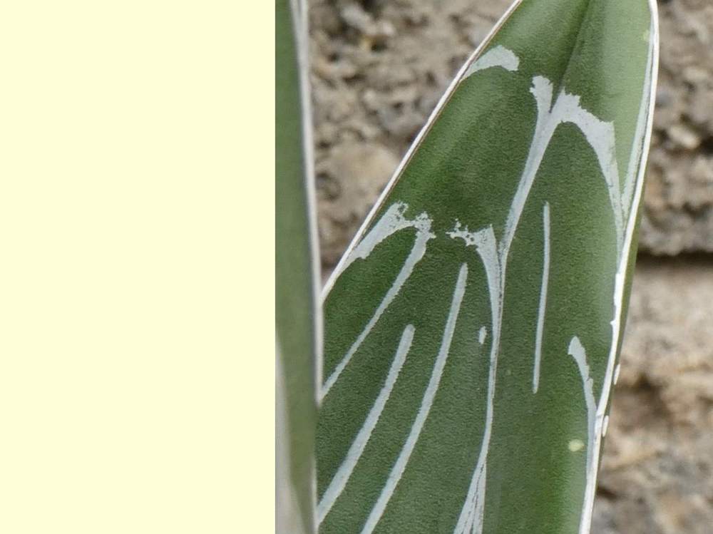 marge de agavaceae agave victoriae-reginae