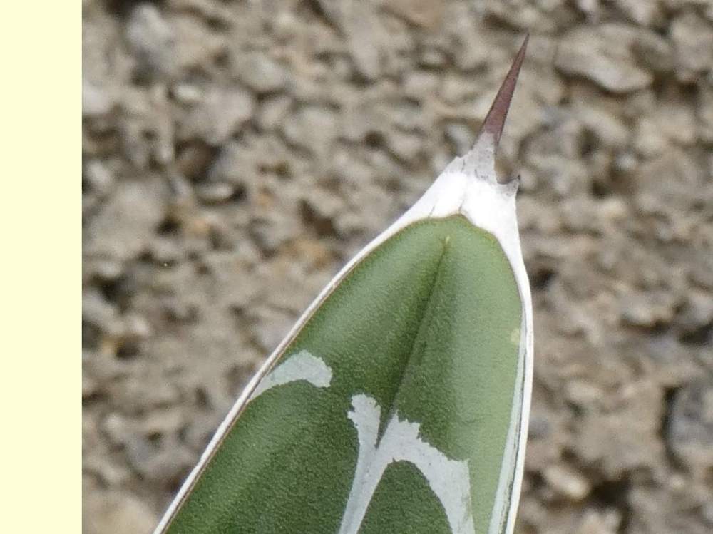 pointe de agavaceae agave victoriae-reginae