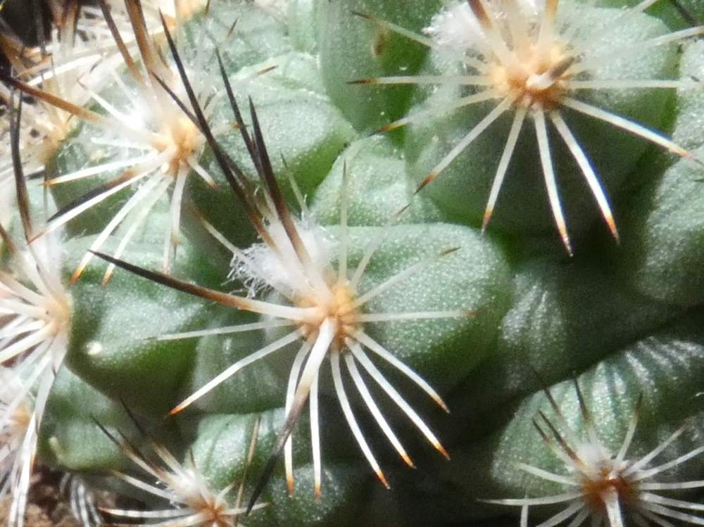 aréole-aiguillon de cactaceae turbinicarpus viereckii