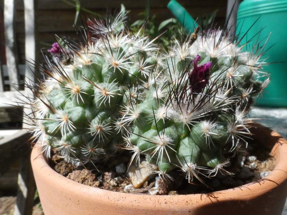 Cactaceae turbinicarpus viereckii