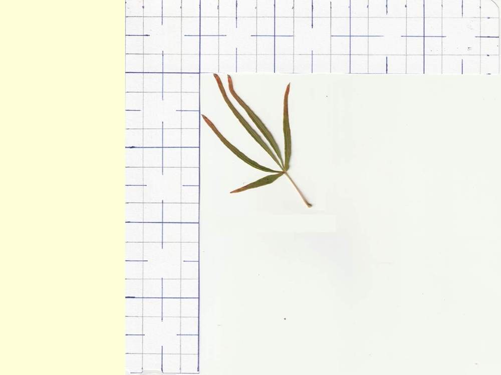 Aceraceae Acer palmatum gr. linearilobum cv. 'villa taranto'