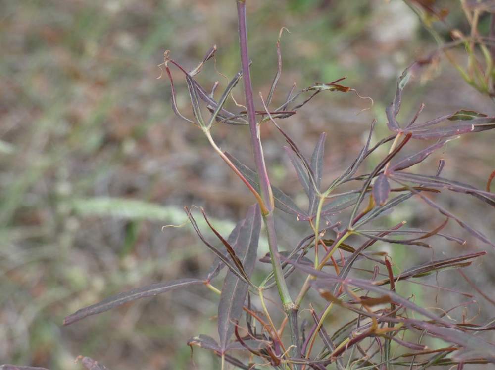 jeune bois de aceraceae acer palmatum gr. linearilobum cv. 'villa taranto'