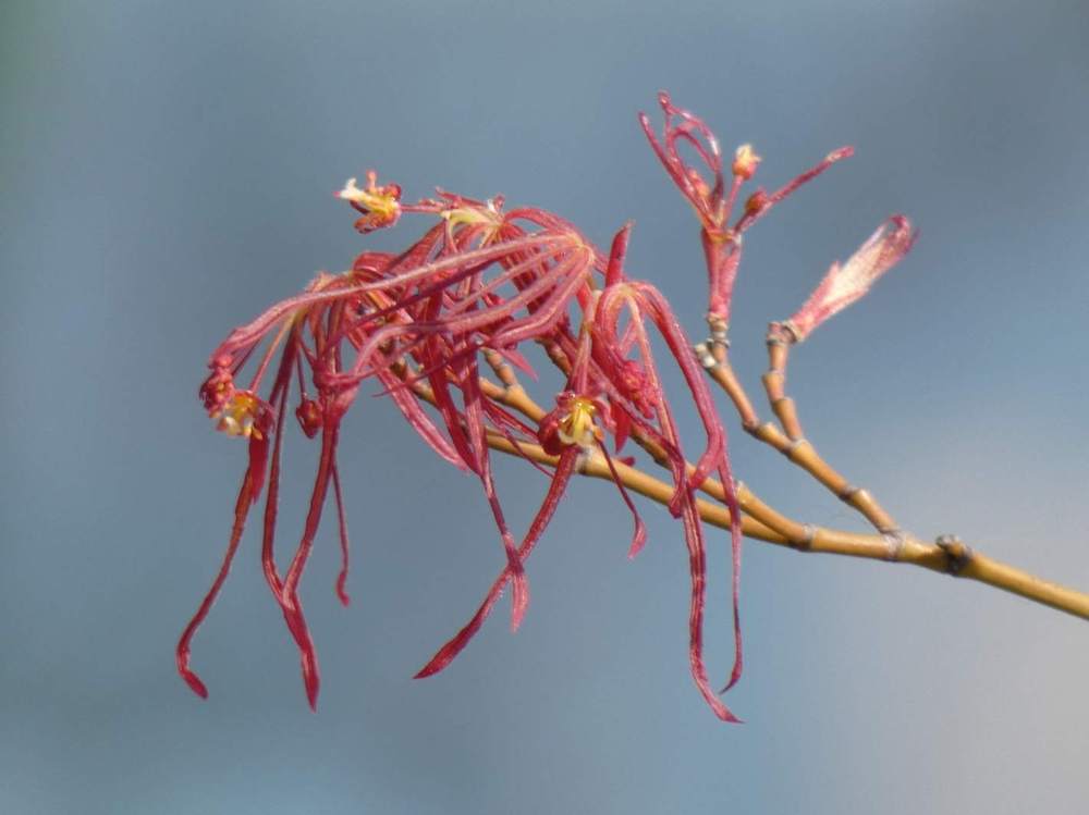 fleur de aceraceae acer palmatum gr. linearilobum cv. 'villa taranto'