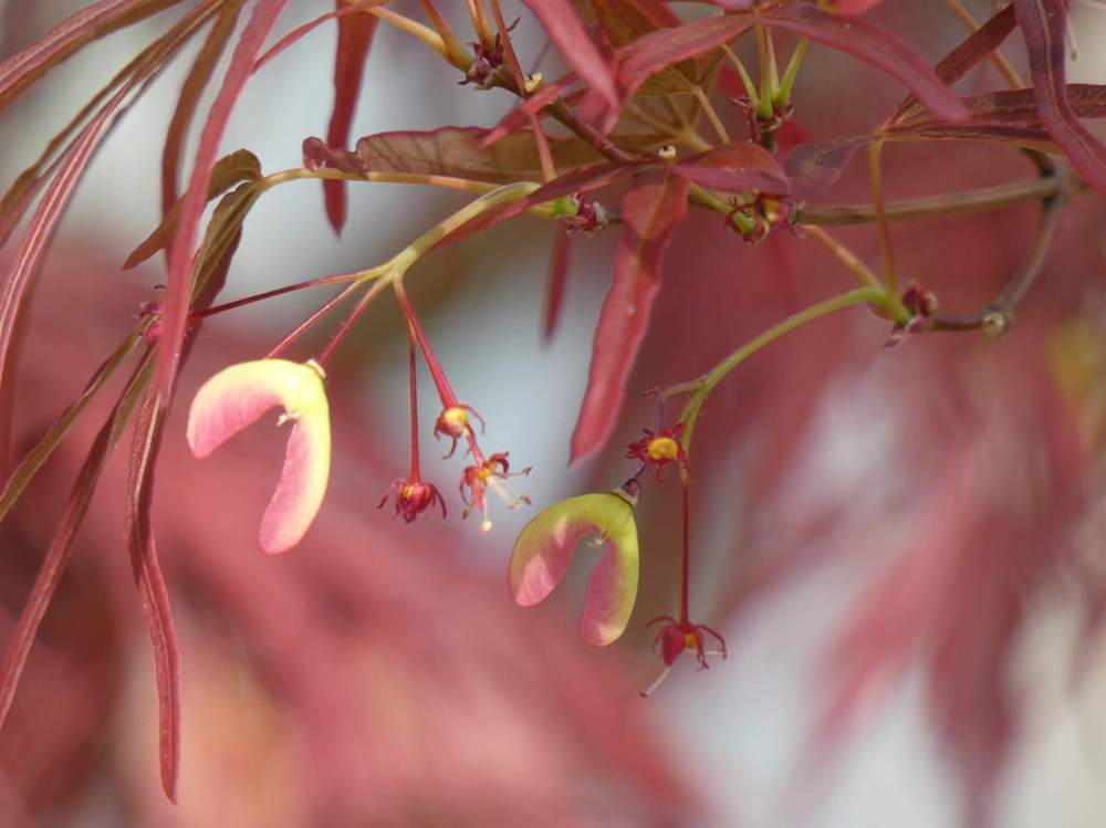 samare de aceraceae acer palmatum gr. linearilobum cv. 'villa taranto'