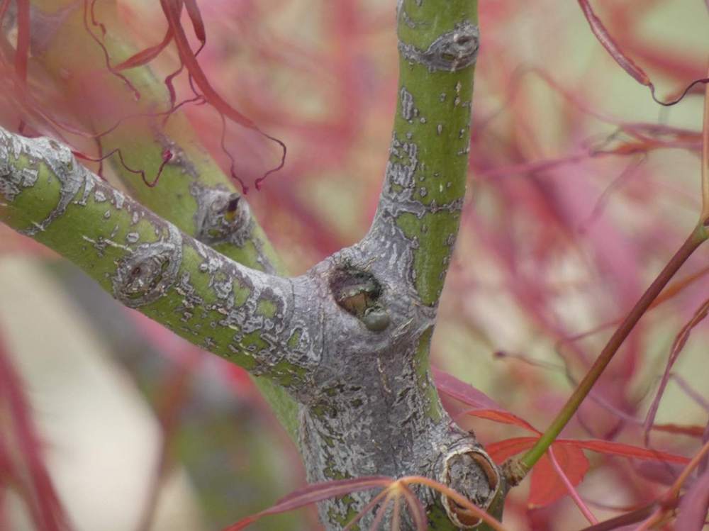 écorce de aceraceae acer palmatum gr. linearilobum cv. 'villa taranto'