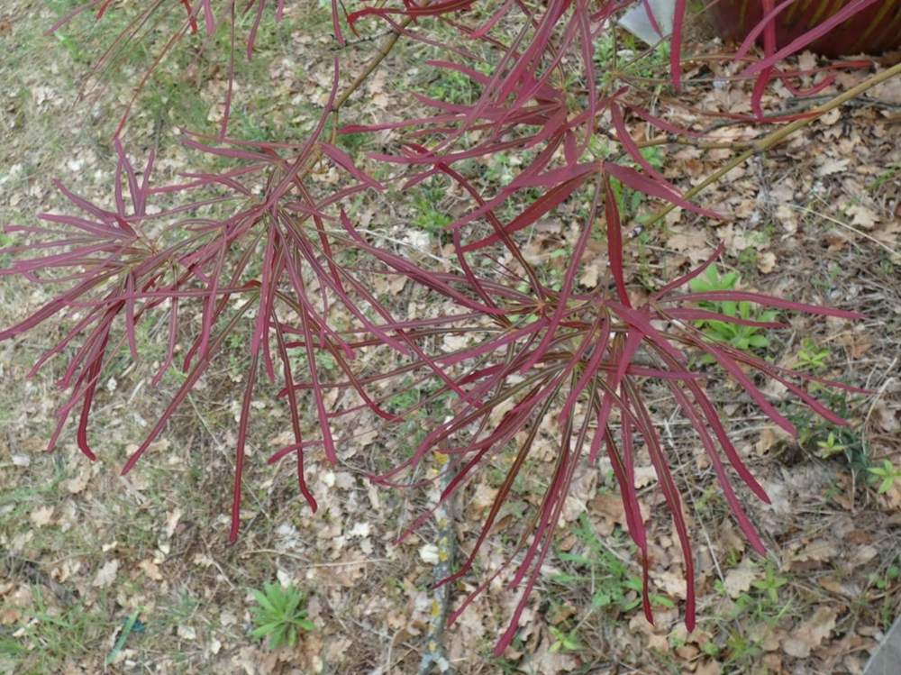 printemps de aceraceae acer palmatum gr. linearilobum cv. 'villa taranto'