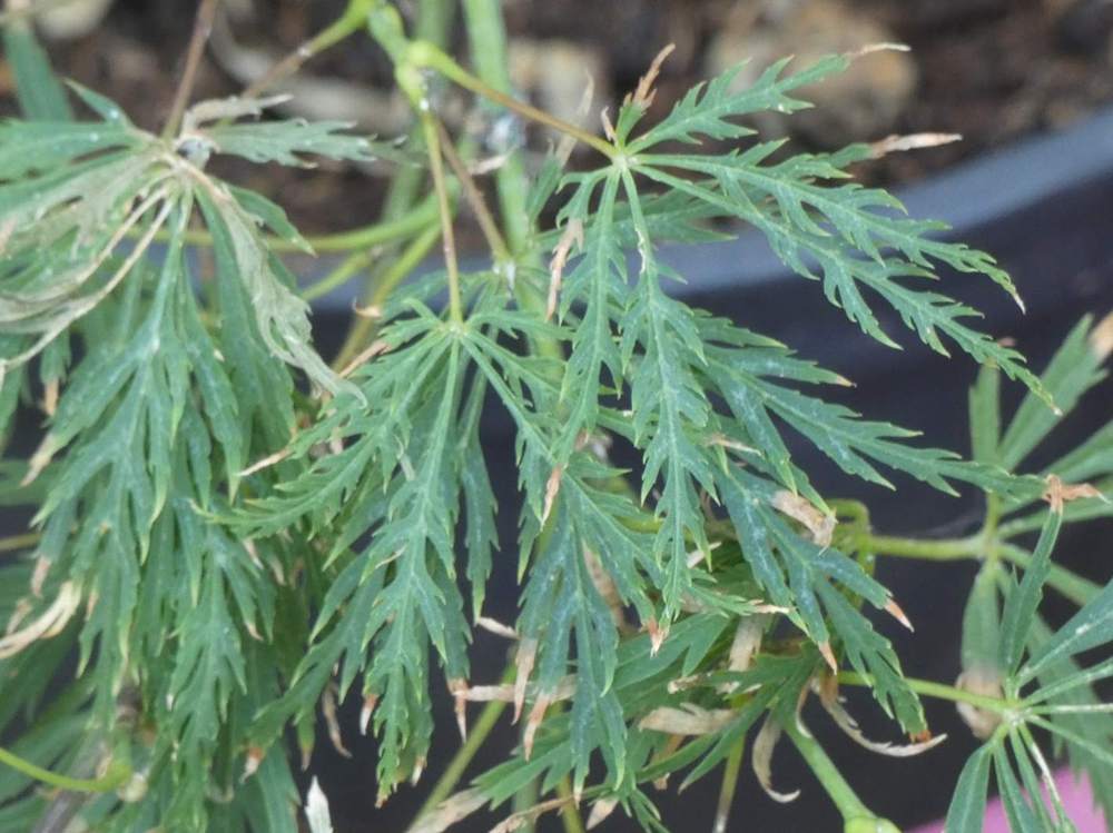 été de aceraceae acer palmatum ssp. matsumurae gr. dissectum cv. 'viridis'