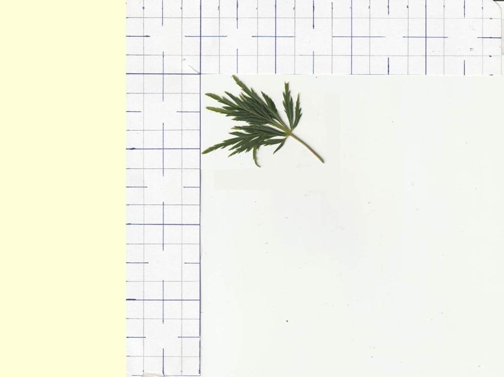 Aceraceae Acer palmatum ssp. matsumurae gr. dissectum cv. 'viridis'