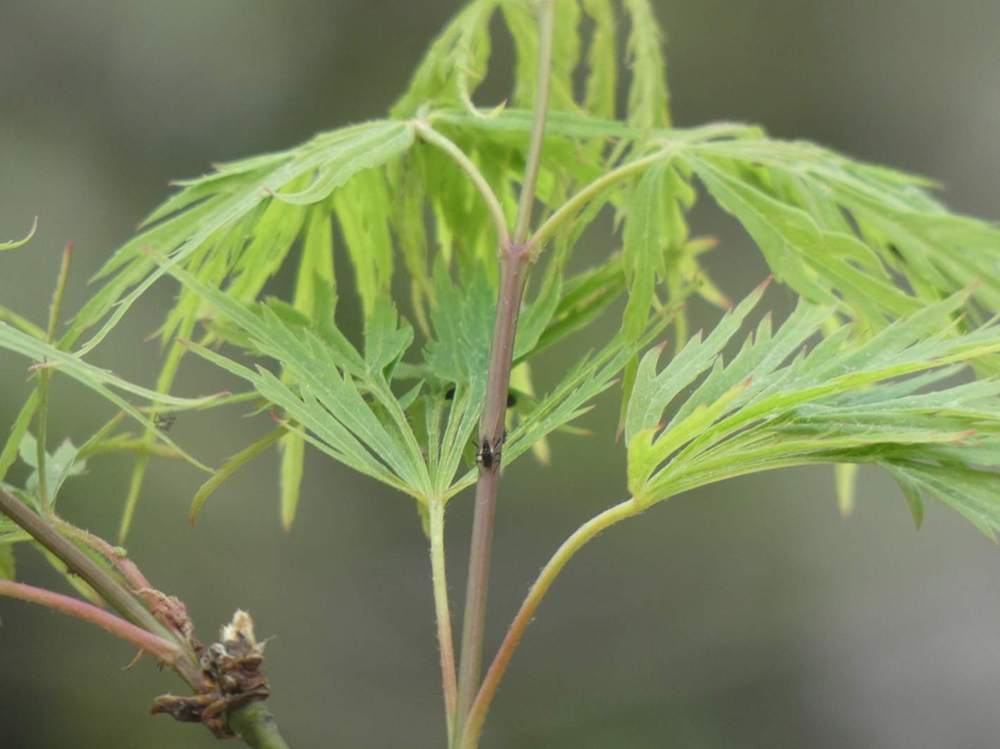 jeune bois de aceraceae acer palmatum ssp. matsumurae gr. dissectum cv. 'viridis'