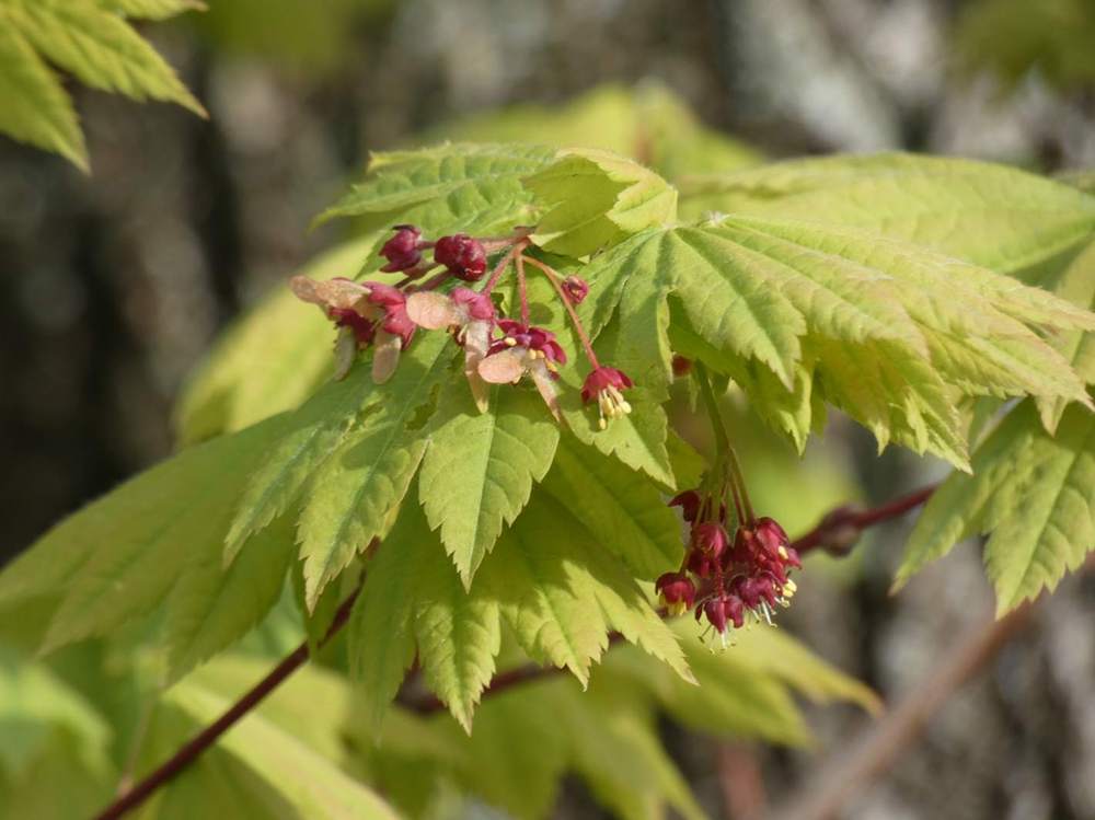 samare de aceraceae acer japonicum cv. 'vitifolium'