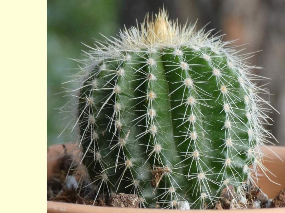 Cactaceae Eriocephala warasii