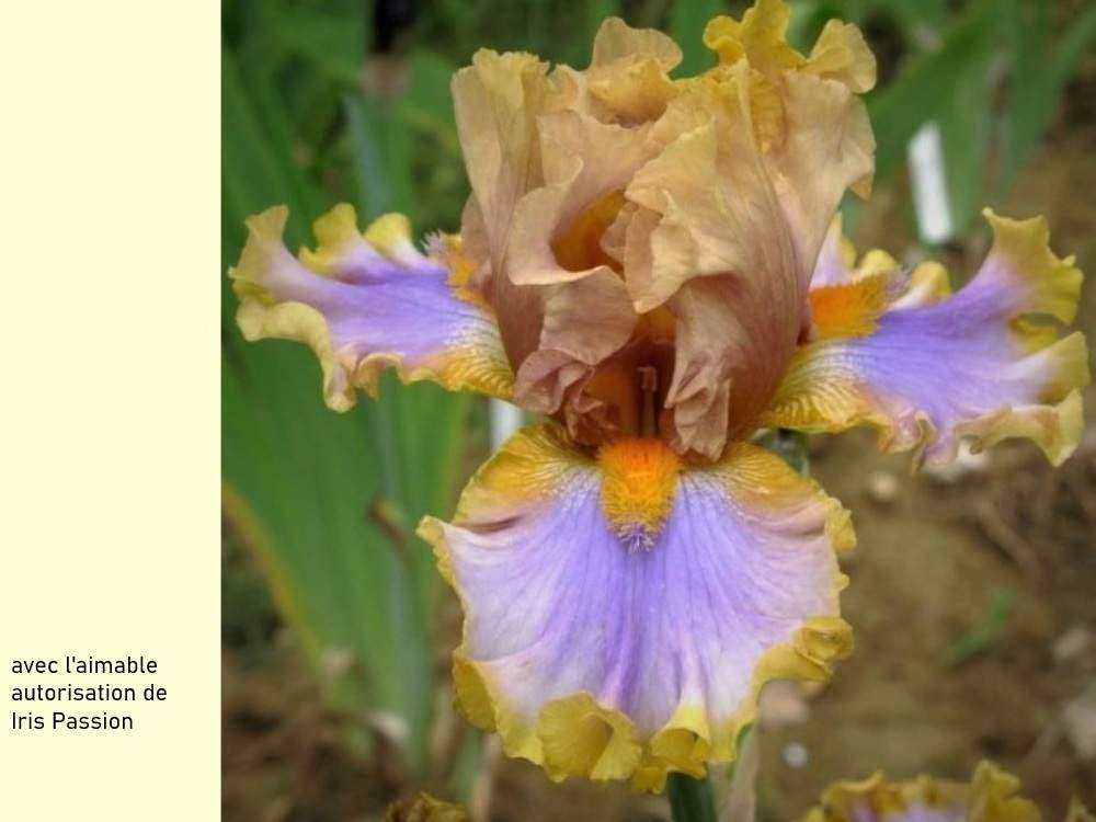 iridaceae iris barbu cv. 'western edge'