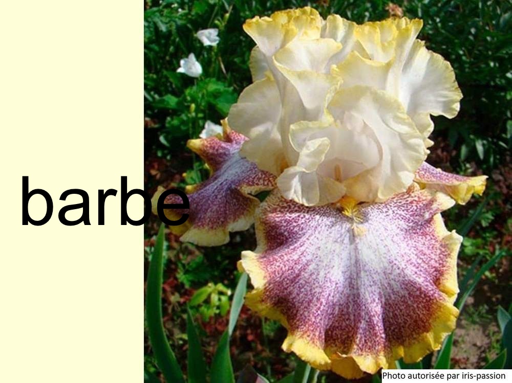 barbe de iridaceae iris barbu cv. 'whispering spirits'