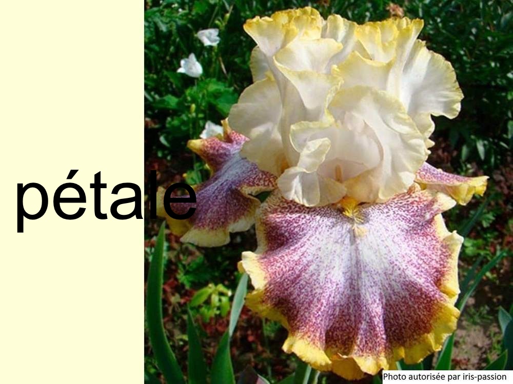 pétale de iridaceae iris barbu cv. 'whispering spirits'