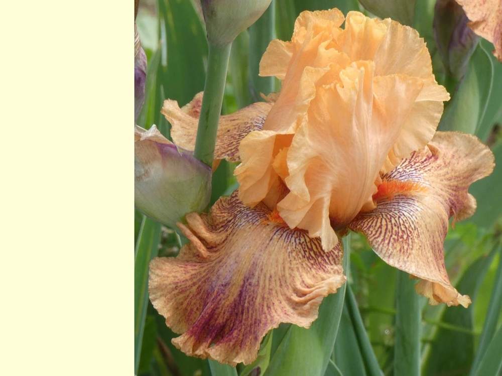 iridaceae iris barbu cv. 'wild'