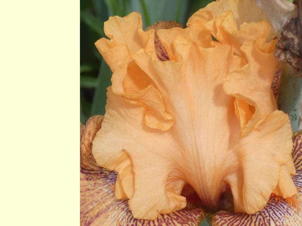 pétale de iridaceae iris barbu cv. 'wild'