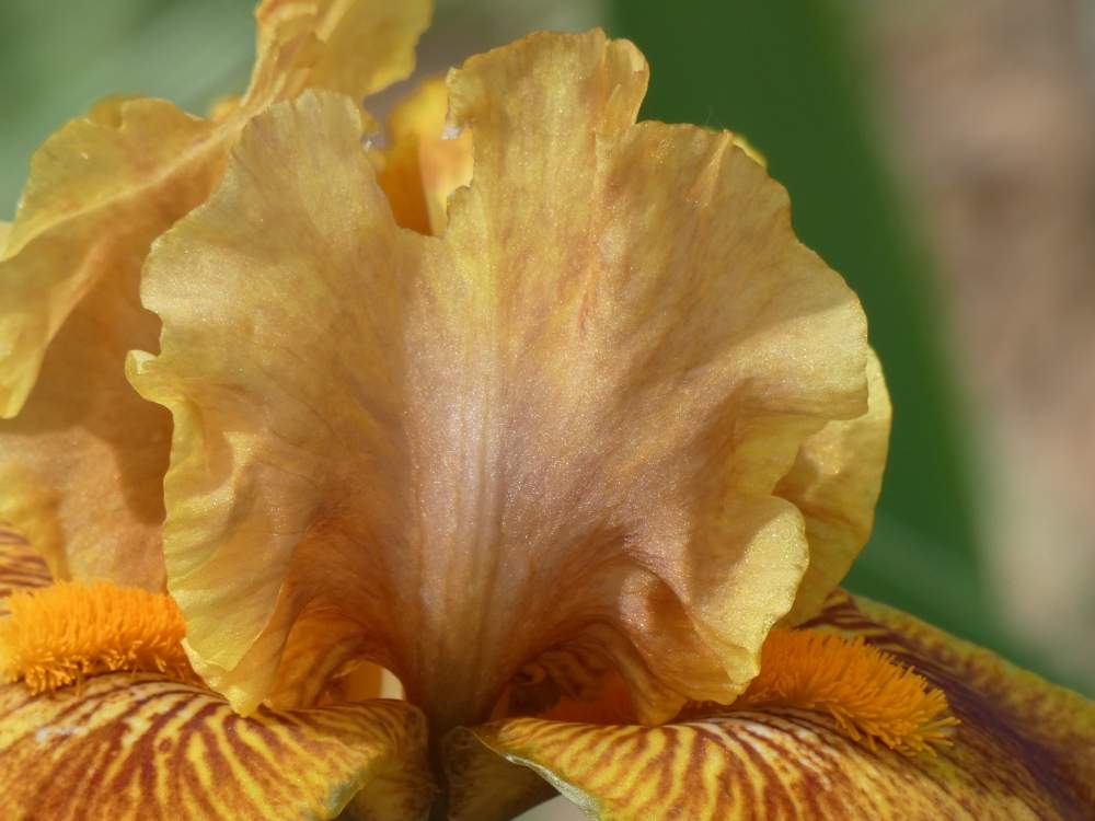 pétale de iridaceae iris barbu cv. 'wizard of odds'